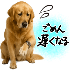 [LINEスタンプ] ゴールデンレトリバー★使える♪家族連絡
