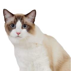 [LINEスタンプ] りゅうちゃんの可愛いスタンプです！