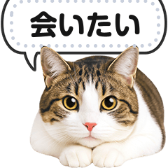 [LINEスタンプ] リアルなキジトラ・キジ白猫で挨拶しよ 2
