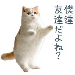 [LINEスタンプ] ちょっとだけ煽る猫ちゃん【面白い・ネタ】