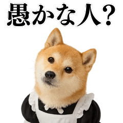 [LINEスタンプ] 【ネタ】ずっと使えるメイド柴犬
