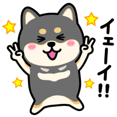 [LINEスタンプ] ずっと使える☆黒柴 基本編