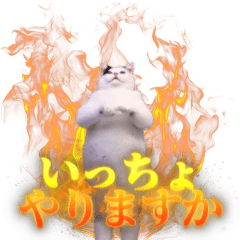 [LINEスタンプ] 動く！踊る猫ミーム(パート30)