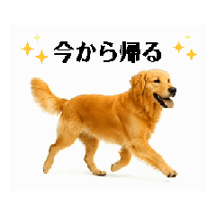 [LINEスタンプ] 【動く】ゴールデンレトリバー★家族連絡1