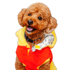 [LINEスタンプ] フウタちゃんの可愛いスタンプです！