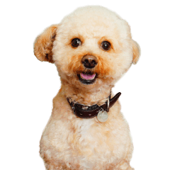 [LINEスタンプ] もじゃおちゃんの可愛いスタンプです！