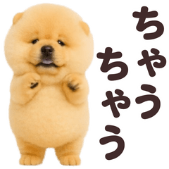 [LINEスタンプ] 踊る！チャウチャウ