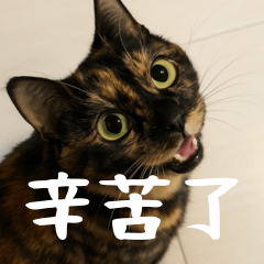 [LINEスタンプ] 小花達の日常会話スタンプ4（台湾華語）