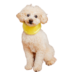 [LINEスタンプ] ミントちゃんの可愛いスタンプです！！