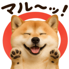 [LINEスタンプ] 我が家の愛犬♡大好き柴犬ちゃん