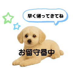 [LINEスタンプ] マルチーズ×プードルの毎日