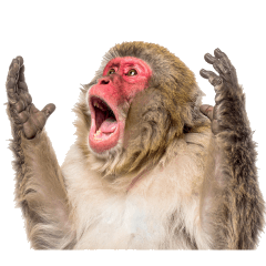 [LINEスタンプ] 日本猿のリアクション