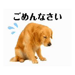 [LINEスタンプ] 【動く】ゴールデンレトリバー★家族連絡★