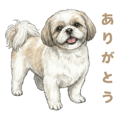 [LINEスタンプ] 「シーズーのちこちゃん挨拶スタンプ」