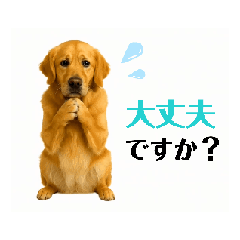 [LINEスタンプ] 【動く】ゴールデンレトリバー★気遣い