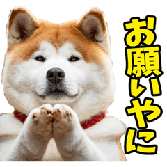 [LINEスタンプ] 三重弁☆わんこ