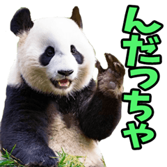 [LINEスタンプ] 宮城仙台弁☆パンダ
