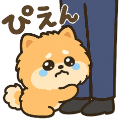 [LINEスタンプ] しがみつきポメラニアン 〜癒しとぴえん〜
