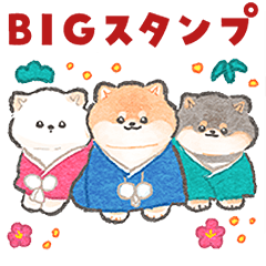 [LINEスタンプ] 柴犬さんのBIGあけおめスタンプ【再販】