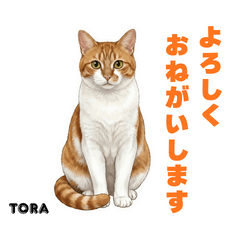 [LINEスタンプ] 「猫の寅吉ちゃん挨拶スタンプ」