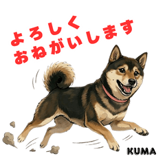 [LINEスタンプ] 「犬の熊吉ちゃん挨拶スタンプ」
