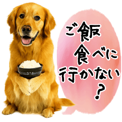 [LINEスタンプ] ゴールデンレトリバー★毎日使う質問疑問？