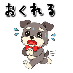 [LINEスタンプ] じわるミニチュアシュナウザー♪普通挨拶編
