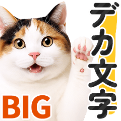 [LINEスタンプ] 【デカ文字BIG】三毛猫❤基本の会話.