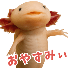 [LINEスタンプ] ⭐ウーパールーパー【毎日使える・ペット】