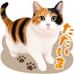 [LINEスタンプ] 一生使える❤三毛猫の猫写真♪