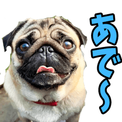 [LINEスタンプ] 和歌山弁☆わんこ