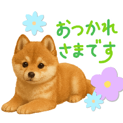 [LINEスタンプ] 柴ポメ(柴犬×ポメラニアン)ミックスの毎日