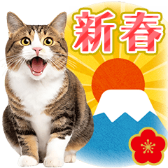 [LINEスタンプ] かわいい猫写真♪お正月のご挨拶【再販】.