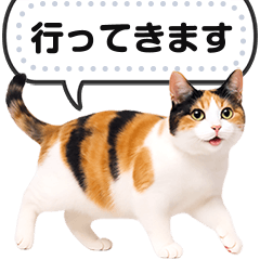 [LINEスタンプ] リアルな三毛猫で挨拶しよっ！.