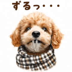 [LINEスタンプ] トイプードルの冬の季節の変わり目スタンプ