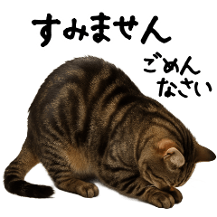 [LINEスタンプ] 猫ねこネコ★即返信に使える！可愛い♪