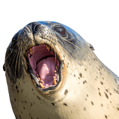 [LINEスタンプ] もちもちゴマフアザラシのアクション集