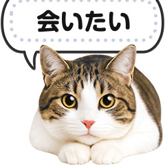 [LINEスタンプ] リアルなキジトラ・キジ白猫で挨拶しよ 2.