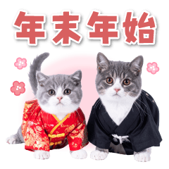 [LINEスタンプ] 毎年使える♪リアルなにゃんこの年末年始