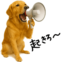 [LINEスタンプ] ゴールデンレトリバー★家族＆友人への連絡