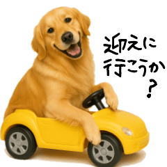 [LINEスタンプ] ゴールデンレトリバー★必ず使う家族連絡