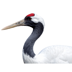 [LINEスタンプ] 大人かわいいタンチョウ鶴