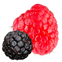 [LINEスタンプ] ラズベリー＆ブラックベリー コレクション