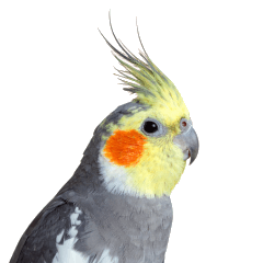 [LINEスタンプ] オカメインコはオウムだよ！日常ことば集