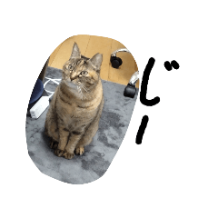 [LINEスタンプ] かわいいねこのラインスタンプ