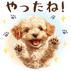 [LINEスタンプ] 一年中使える♪トイプードルの毎日スタンプ