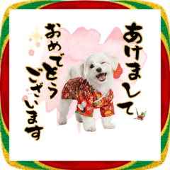 [LINEスタンプ] ふわもこマルチーズのお正月♡2026年！