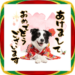 [LINEスタンプ] ボーダーコリー子犬のお正月スタンプ2026♡