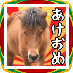 [LINEスタンプ] 馬が主役の午年スタンプ ウマの実写！