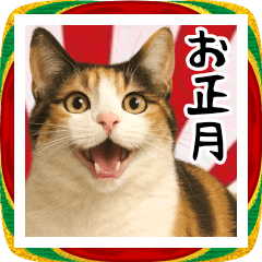 [LINEスタンプ] 猫のあけおめスタンプ